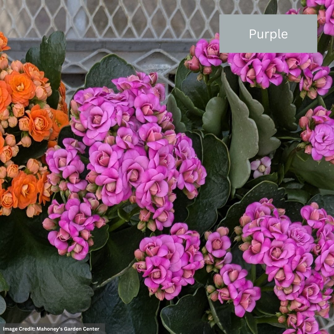 Calandiva – 6″ Pot